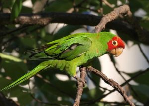 Wild Parrot in San Francisco Tree