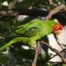 Wild Parrot in San Francisco Tree