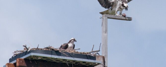 Osprey Pair on Duwamish Nest in Seattle