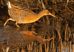 Clapper Rail Reflected at Sunrise