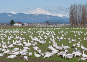 Snow Geese Taking Flight on Fir Island