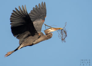 Great Blue Heron Building Nest at Ballard Locks