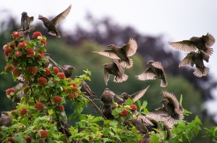 European Starling flock in Seattle