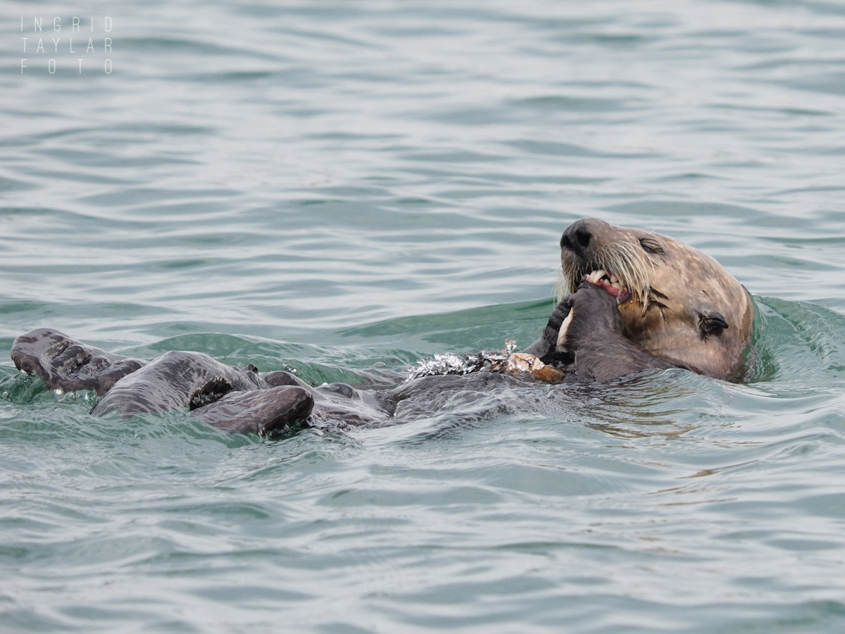 Southern Sea Otters + River Otters - Ingrid Taylar Foto