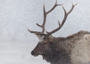 Bull Elk in Snow in Estes Park