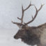 Bull Elk in Snow in Estes Park