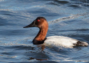 Canvasback Swimming in Waves