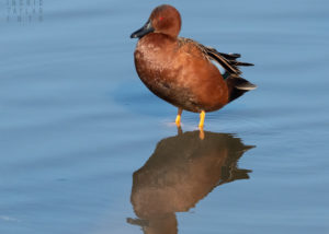 Male Cinnamon Teal Reflection