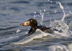 Surf Scoter in the Surf on San Francisco Bay