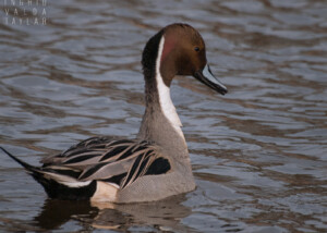 Northern Pintail Male