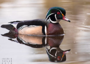 Male Wood Duck in Seattle