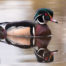 Male Wood Duck in Seattle