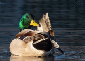 Mallard Drake Preening Against Dark Water 2