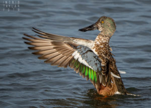 Northern Shoveler Wing Stretch