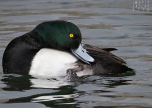 Preening Male Scaup