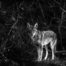 Coyote Portrait in Black and White