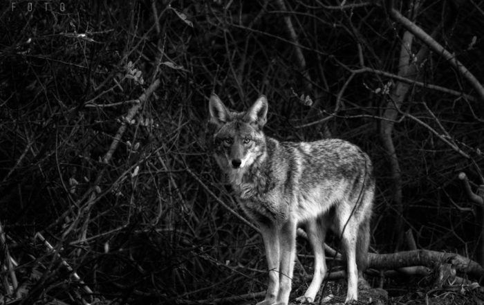 Coyote Portrait in Black and White