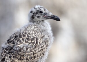 Western Gull Chick Portrait