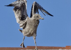 Western Gull Chick Flapping Wings