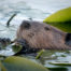 American Beaver Eating Lily Pads