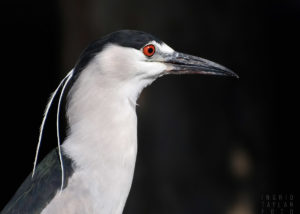 Black-Crowned Night Heron Profile