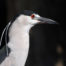 Black-Crowned Night Heron Profile