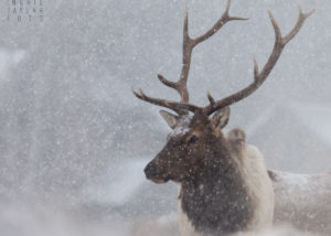 Bull Elk in the Snow in Estes Park