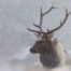 Bull Elk in the Snow in Estes Park