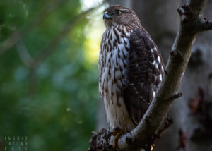 Cooper's Hawk in Shadow