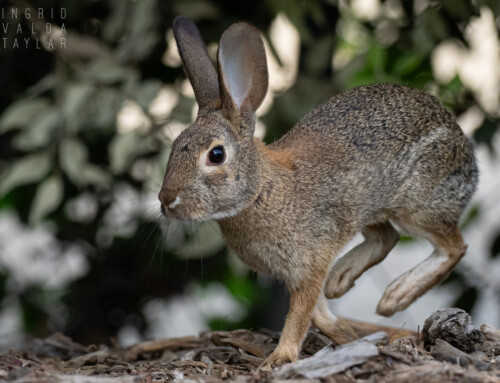 Rabbits + Hares