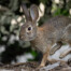 Cottontail Rabbit Jumping