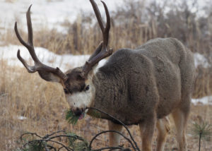 Deer Buck Eating Fir Branch