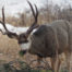 Deer Buck Eating Fir Branch