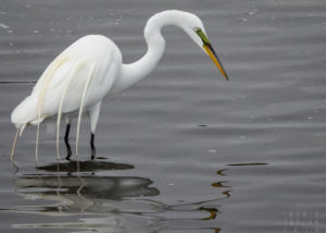 Great Egret in Breeding Plumage