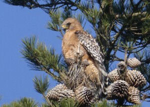 Red-Shouldered Hawk in Fir Tree