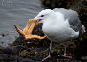 Glaucous-winged Gull Eating Sea Star in Seattle