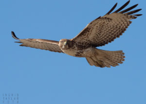 Immature Red-tailed Hawk Hovering-3