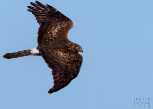 Northern Harrier Female in Flight