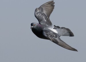 Rock Pigeon in Flight