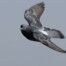 Rock Pigeon in Flight