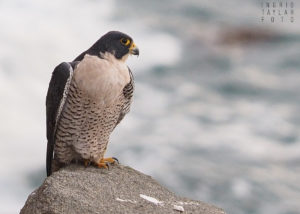 Peregrine Falcon on Rock