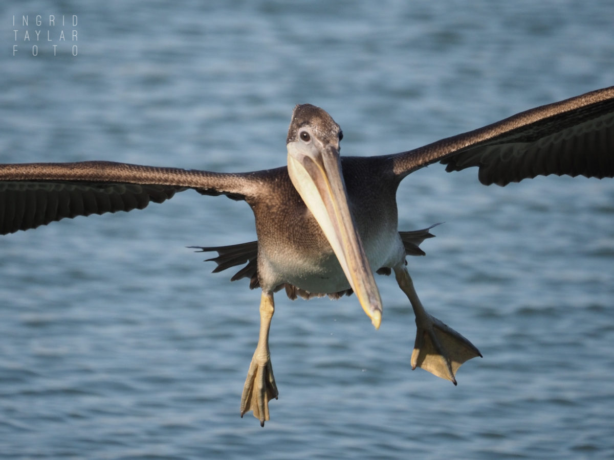 Wild Parrots in Long Beach – Ingrid Taylar Foto