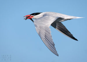 Caspian Tern with Fish