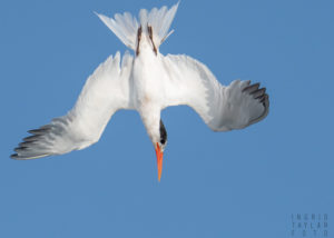 Elegant Tern Diving