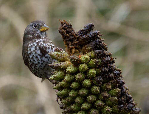 Thrushes