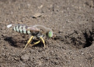 Sand Wasp Digging at Bodega Head