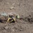 Sand Wasp Digging at Bodega Head