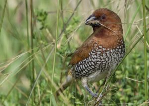 Scaly-breasted Munia eating grass seeds near Bolsa Chica