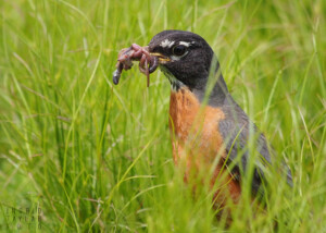 American Robin with Worms