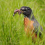 American Robin with Worms